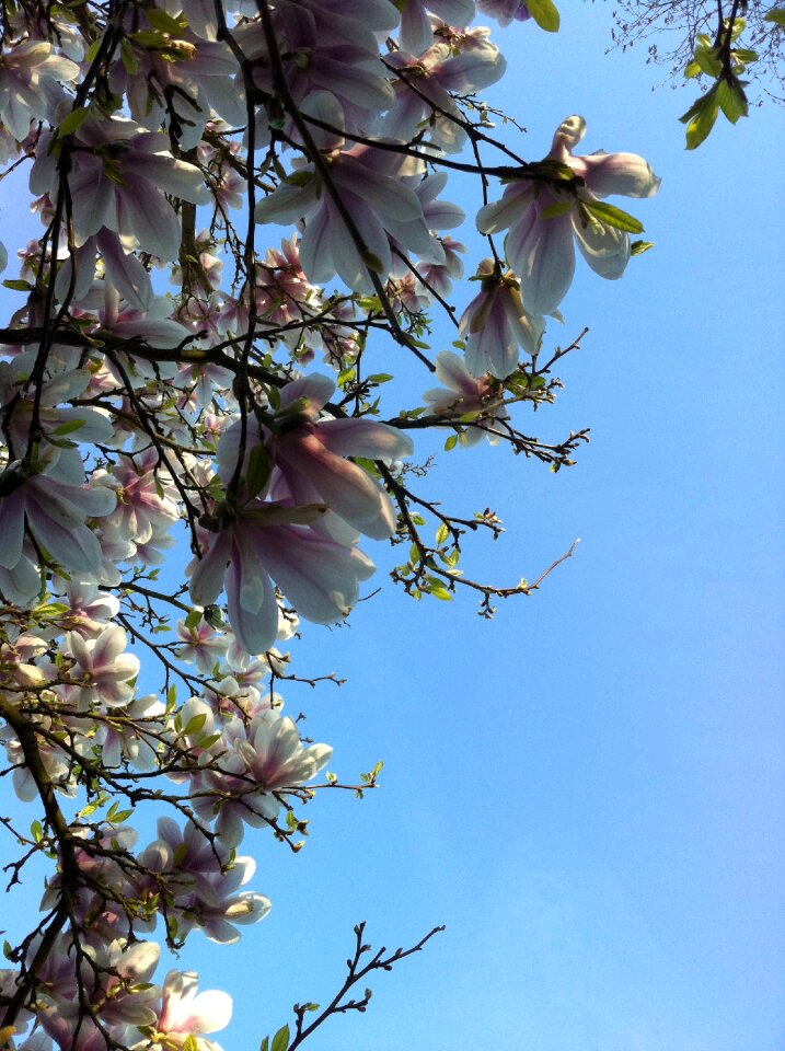 Bloom flowers blossom