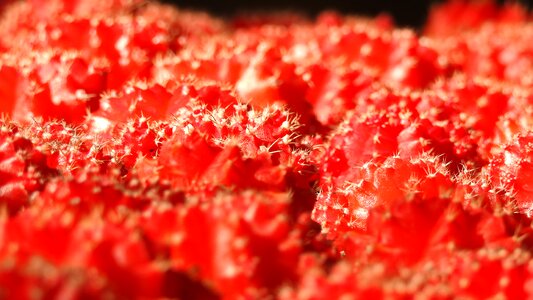 Cactus red plant