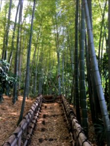 Chikurin Park in Higashikurume-shi