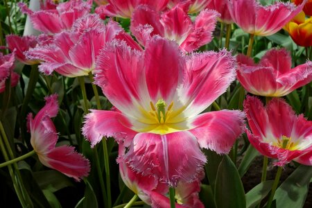 Pink nature garden photo