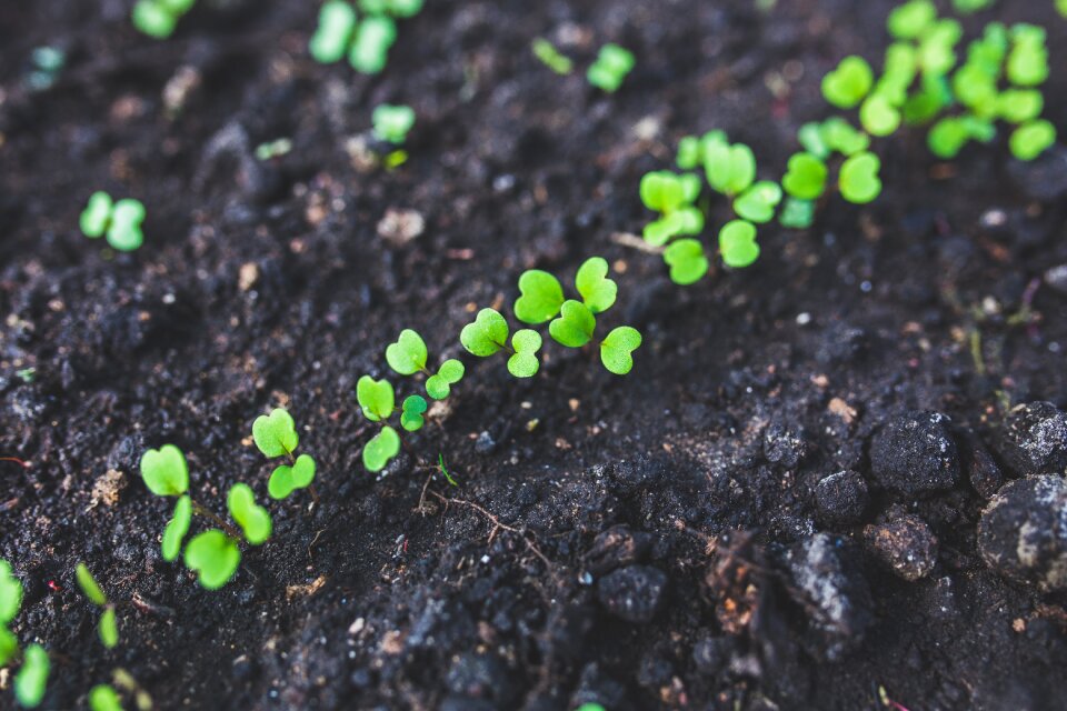 Plants young leaflet