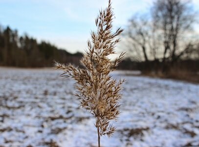 Field winter snowy