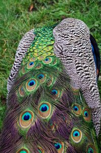 Bird color animal