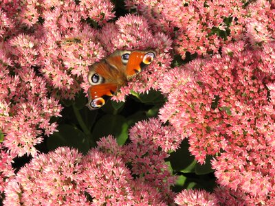 Insect edelfalter peacock