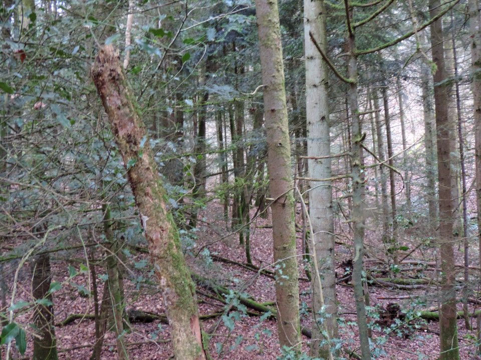 15DSCN6116 le sous bois du Béniou 60 ha