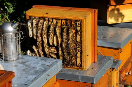 Beekeeper bee booty honey bees photo