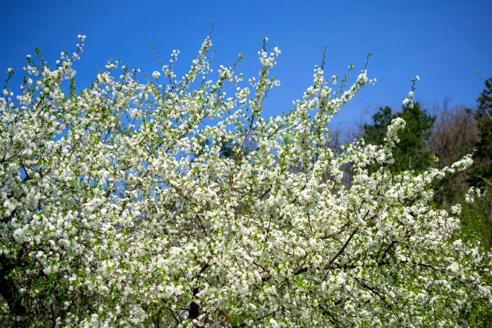 Flowers of spring
