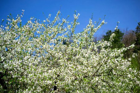 Flowers of spring photo