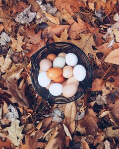 Colorful season organic