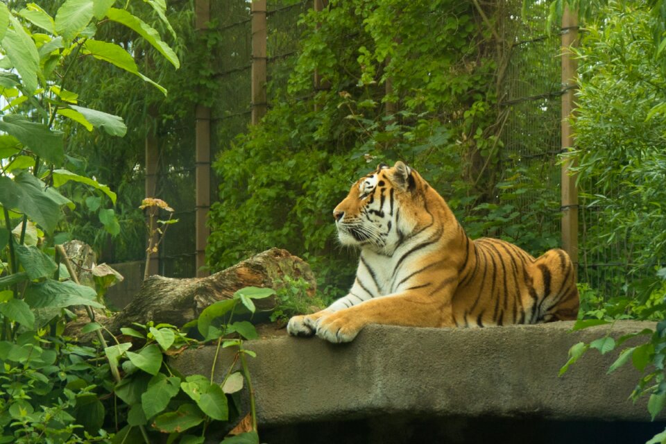 Korkeasaari cat amur tiger