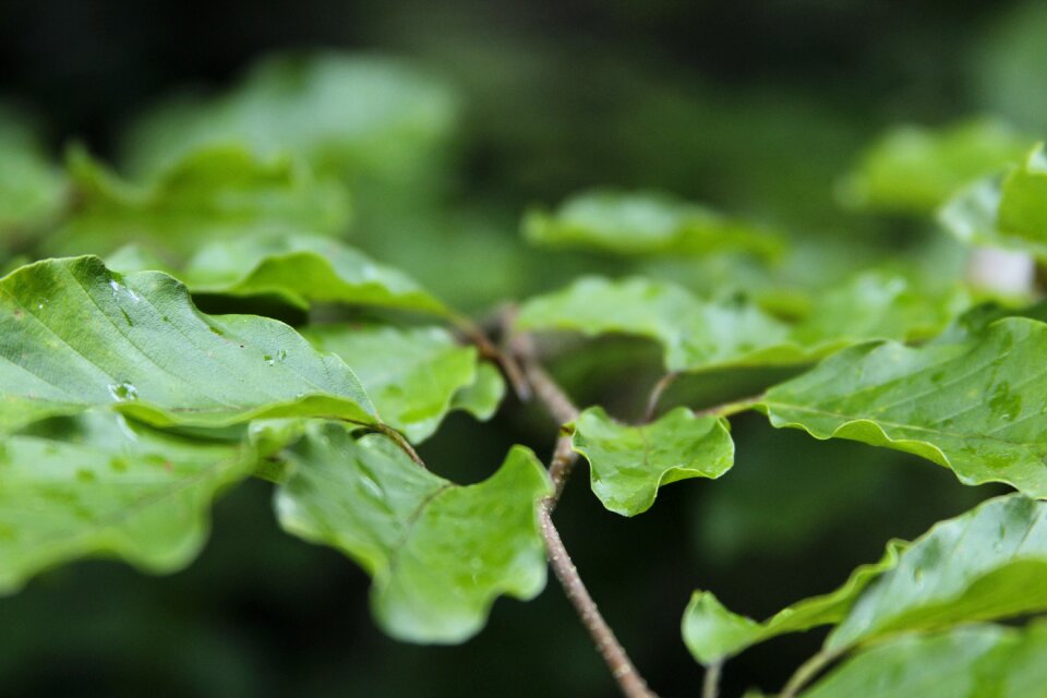 Green leaf green leaves freshness