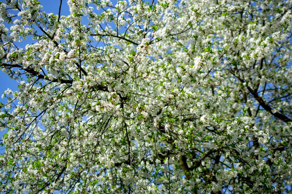 Flowers of spring