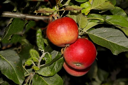 Apples garden evening
