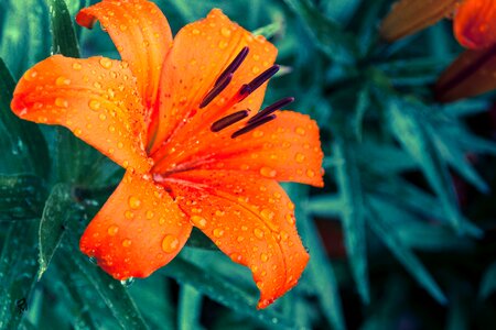 Bloom orange close up