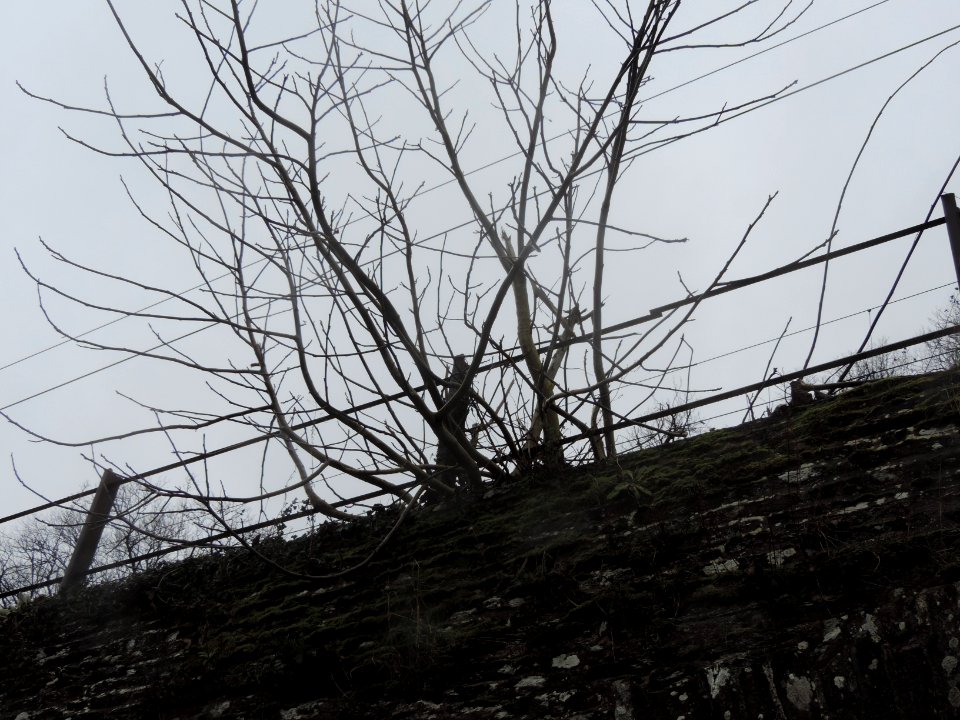 57DSCN6159 un arbre pousse dans les pierres