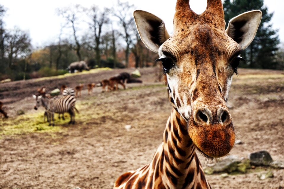 Safari wildlife adventure photo