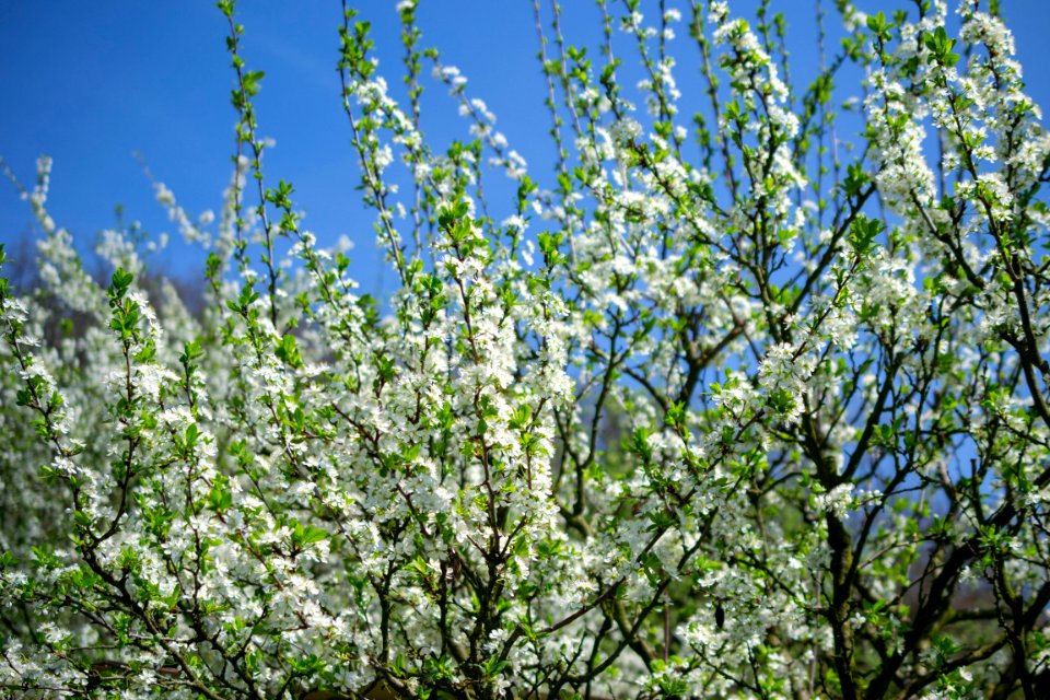 Flowers of spring