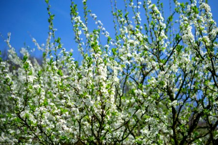 Flowers of spring