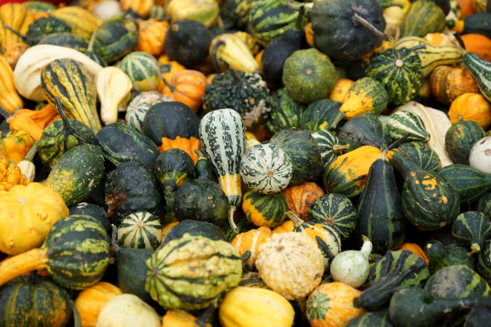 Pumpkin decorative squashes autumn