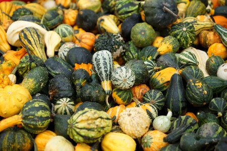 Pumpkin decorative squashes autumn photo