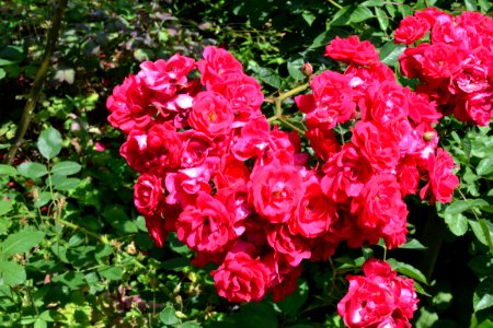 roses photo