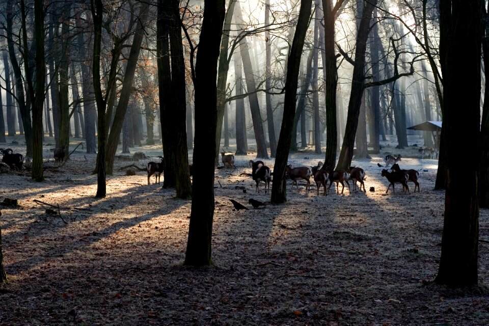 Mood light beam morgenstimmung