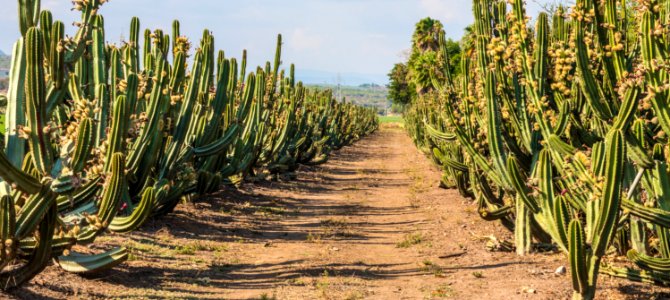 Techaluta, Jalisco, México