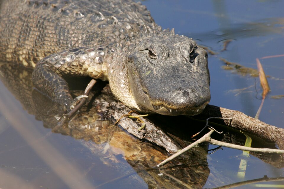 Reptile swamp wildlife