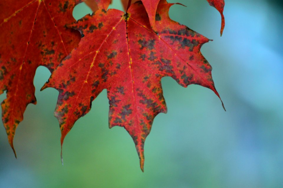 Test