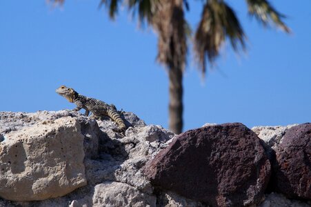 Agamas stone dry