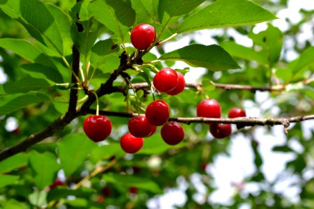 sour cherries photo