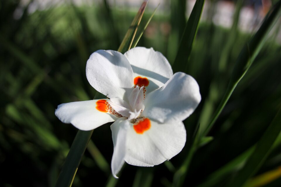 Nature garden spring
