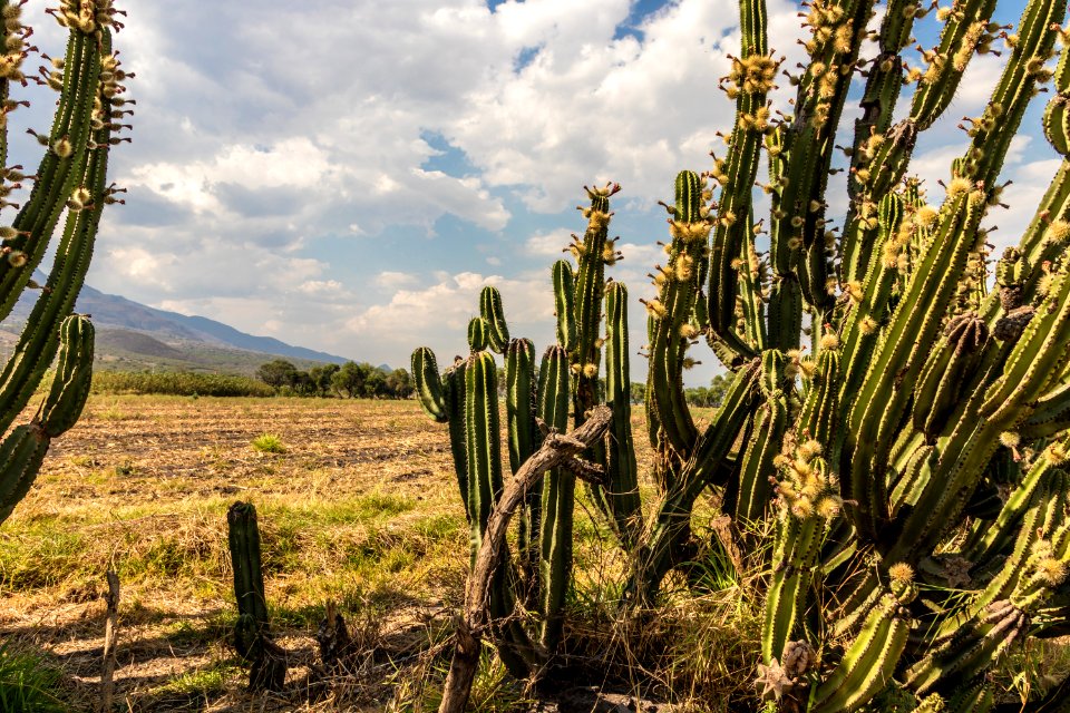 Techaluta, Jalisco, México