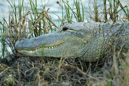 Reptile portrait swamp photo