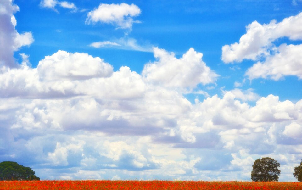 Poppy clouds field of poppies