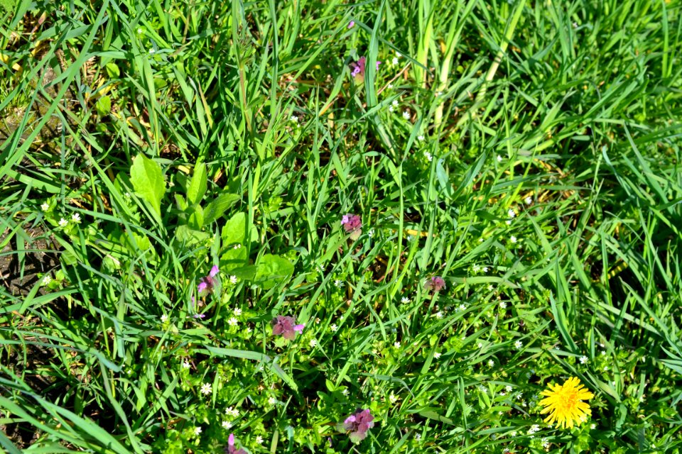 Flowers in the garden