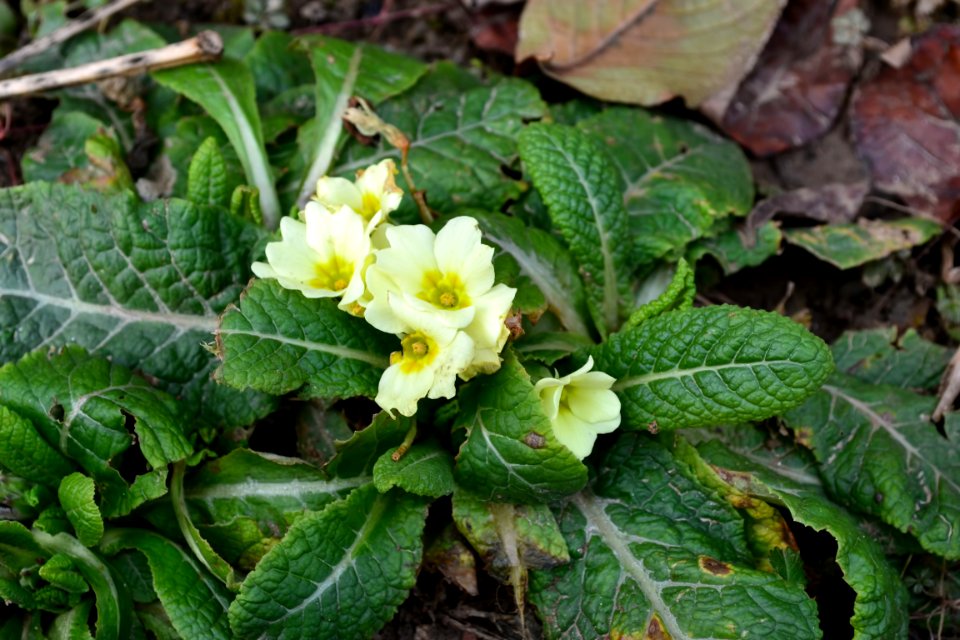 Primula in February