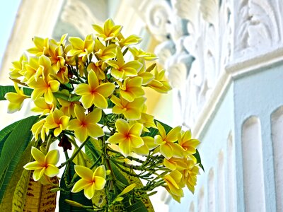 Tropical blossom bloom