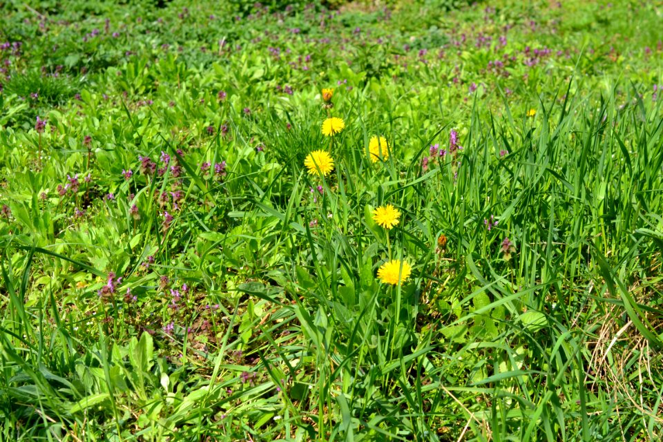 Flowers in the garden