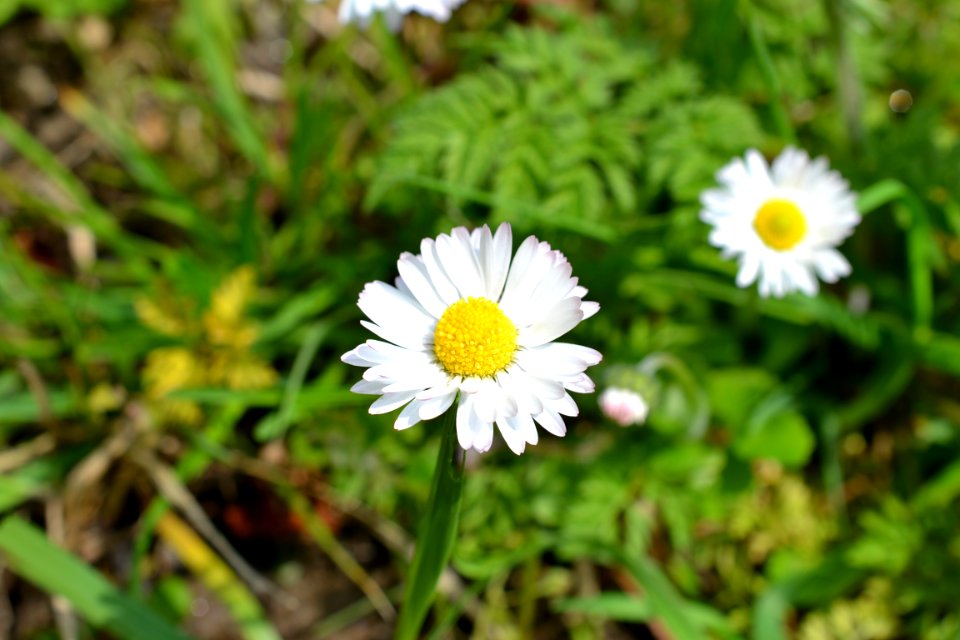 Flowers in the garden