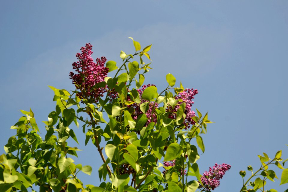 lilac