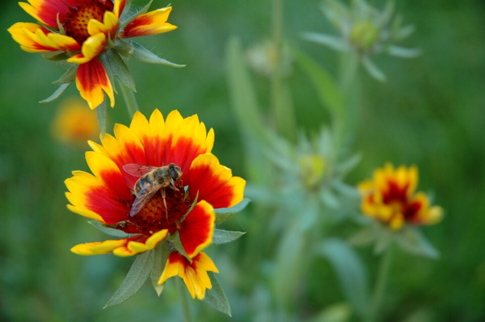 Summer animal nature