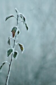 Frost frozen icy