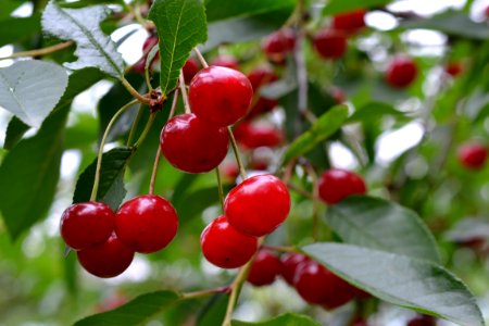 sour cherries photo