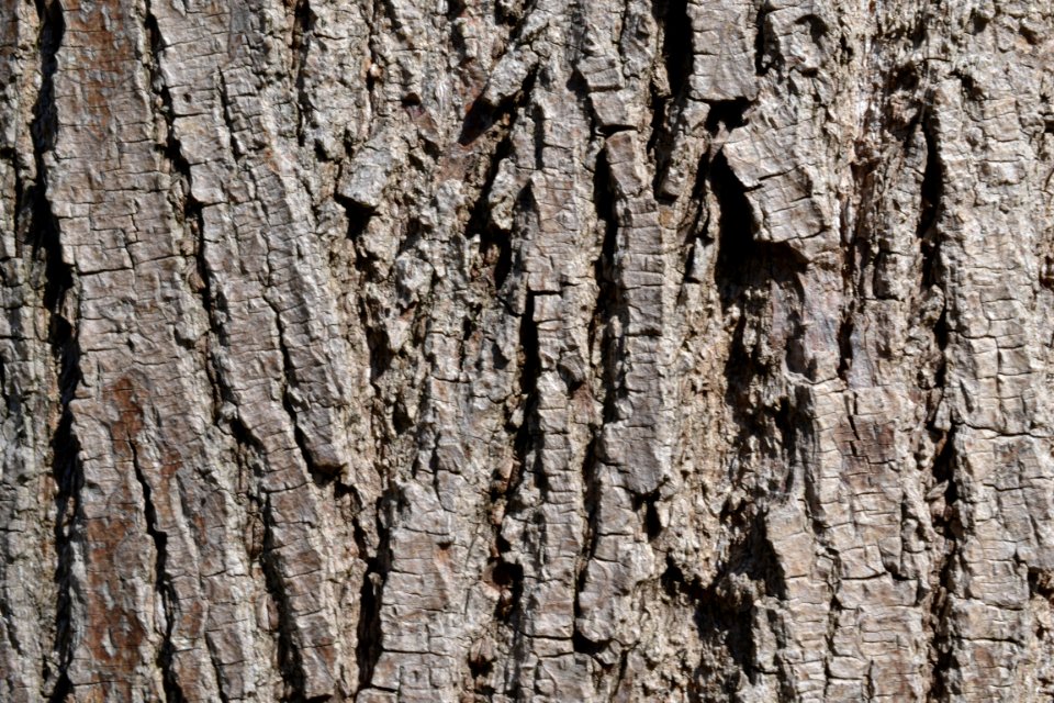 Tree bark