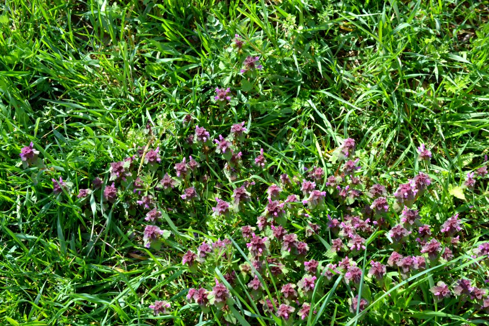 Flowers in the garden