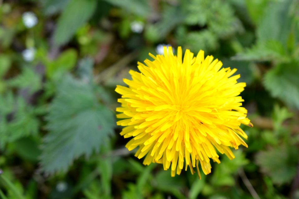 Flowers in the garden