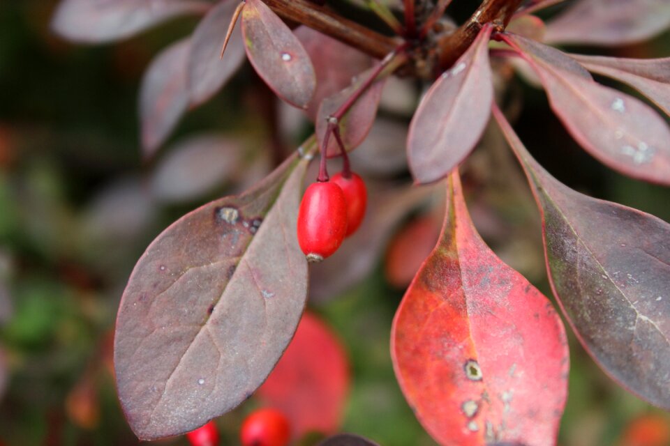 Weather autumn fruit