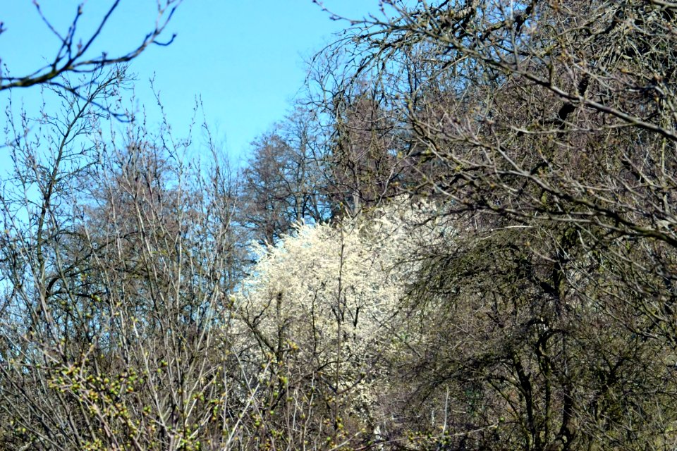 Spring 2014