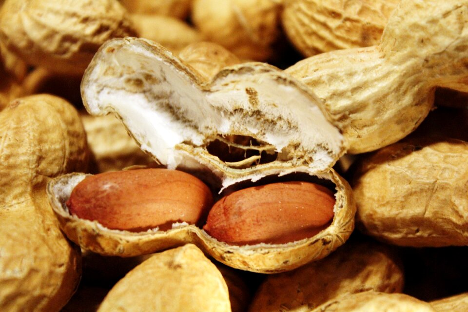Nutrition healthy nibble